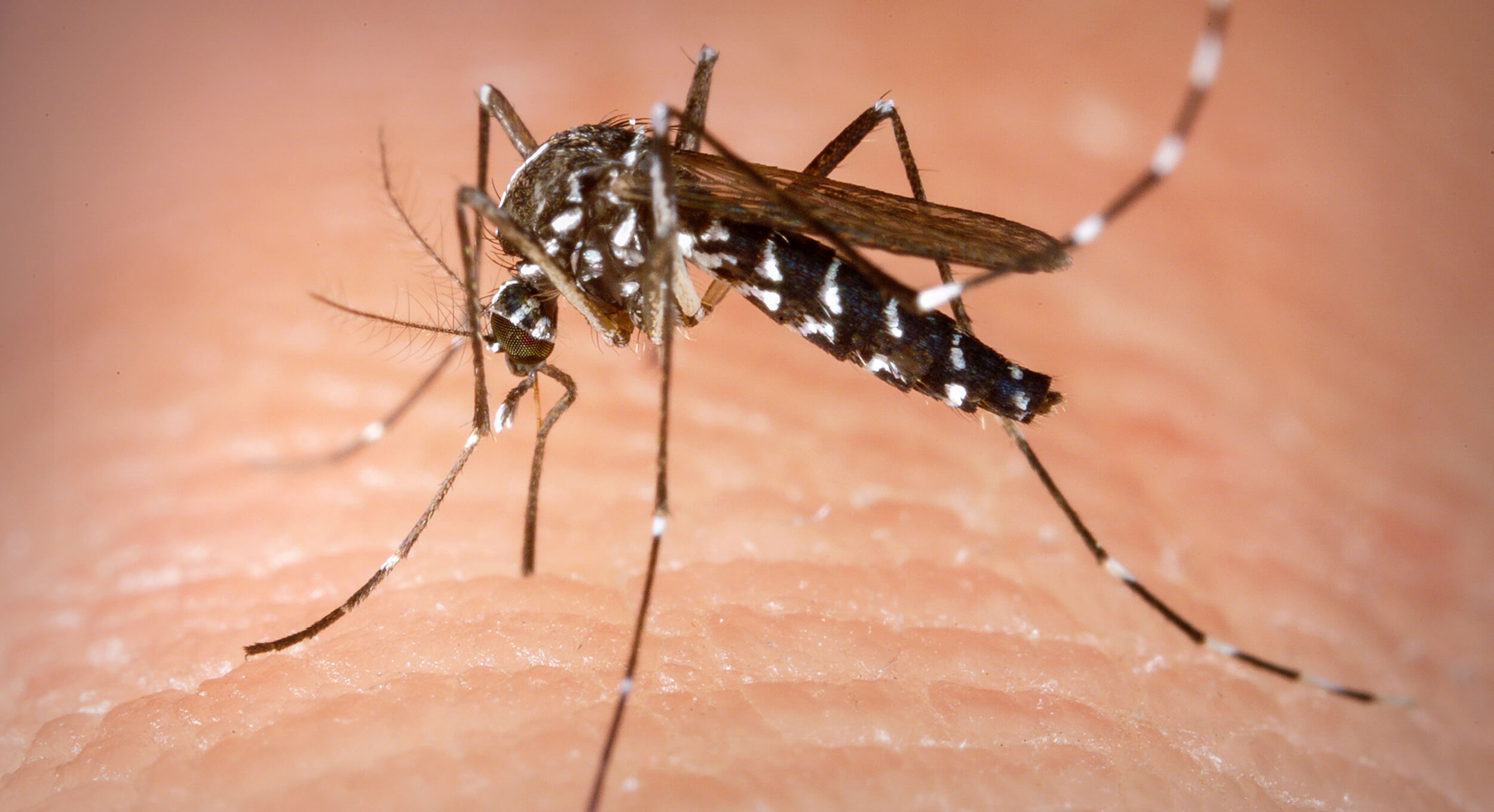 Capa Estado tem mais duas mortes por dengue confirmadas em 2023