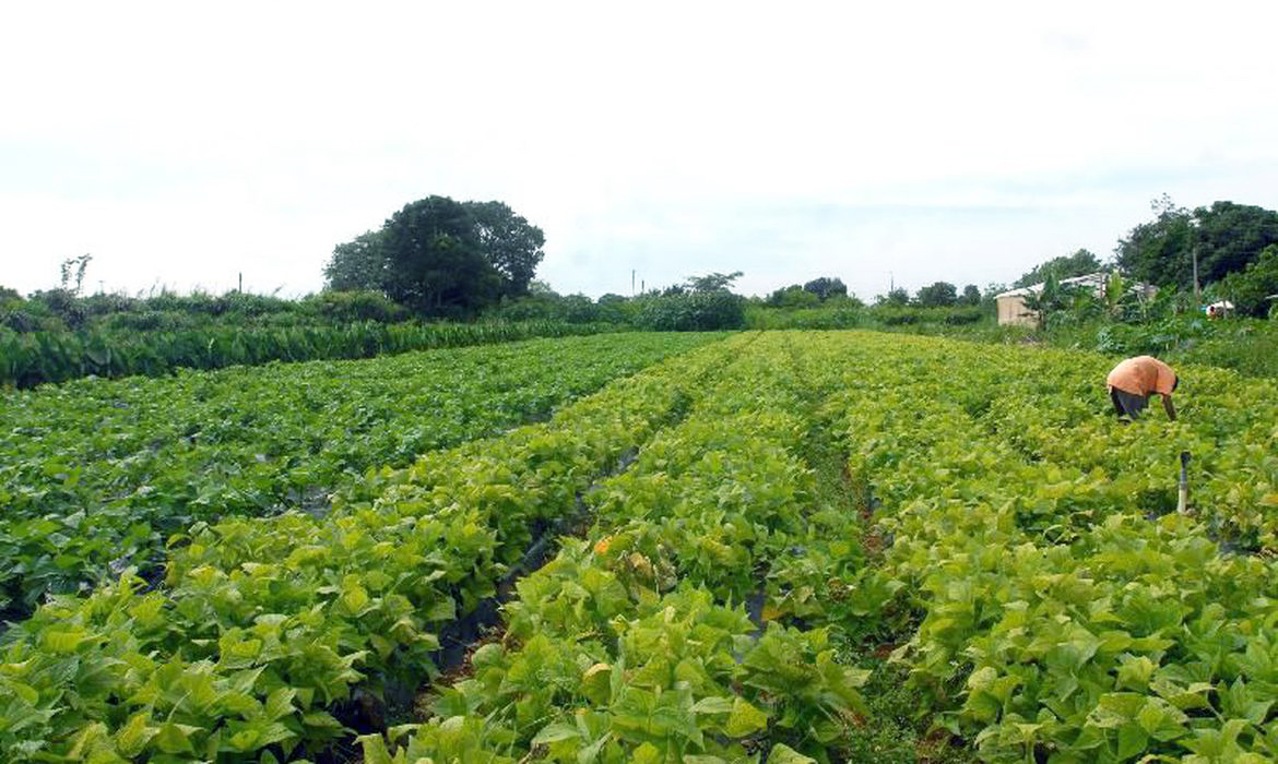Capa Ministérios assinam acordo para impulsionar agricultura familiar