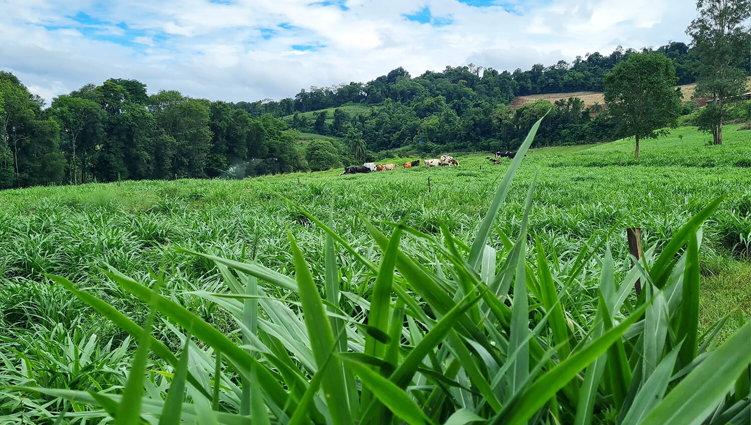 Capa Dia de campo sobre a atividade leiteira acontece em Rodeio Bonito