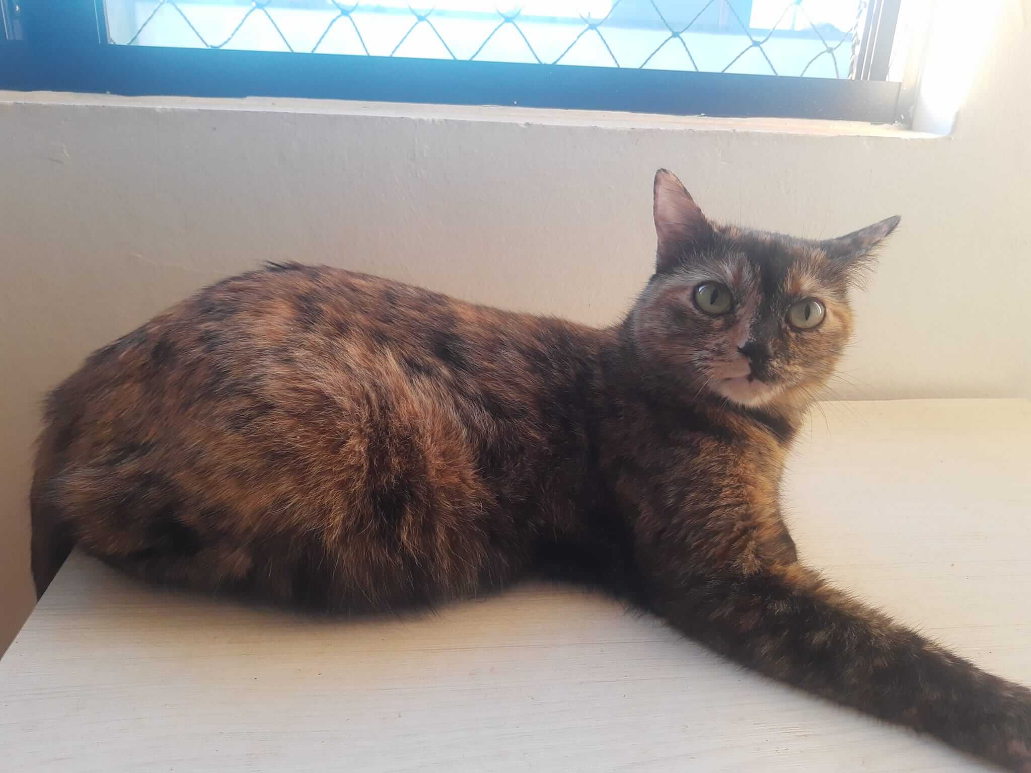 Capa Casos de abandono de animais preocupam