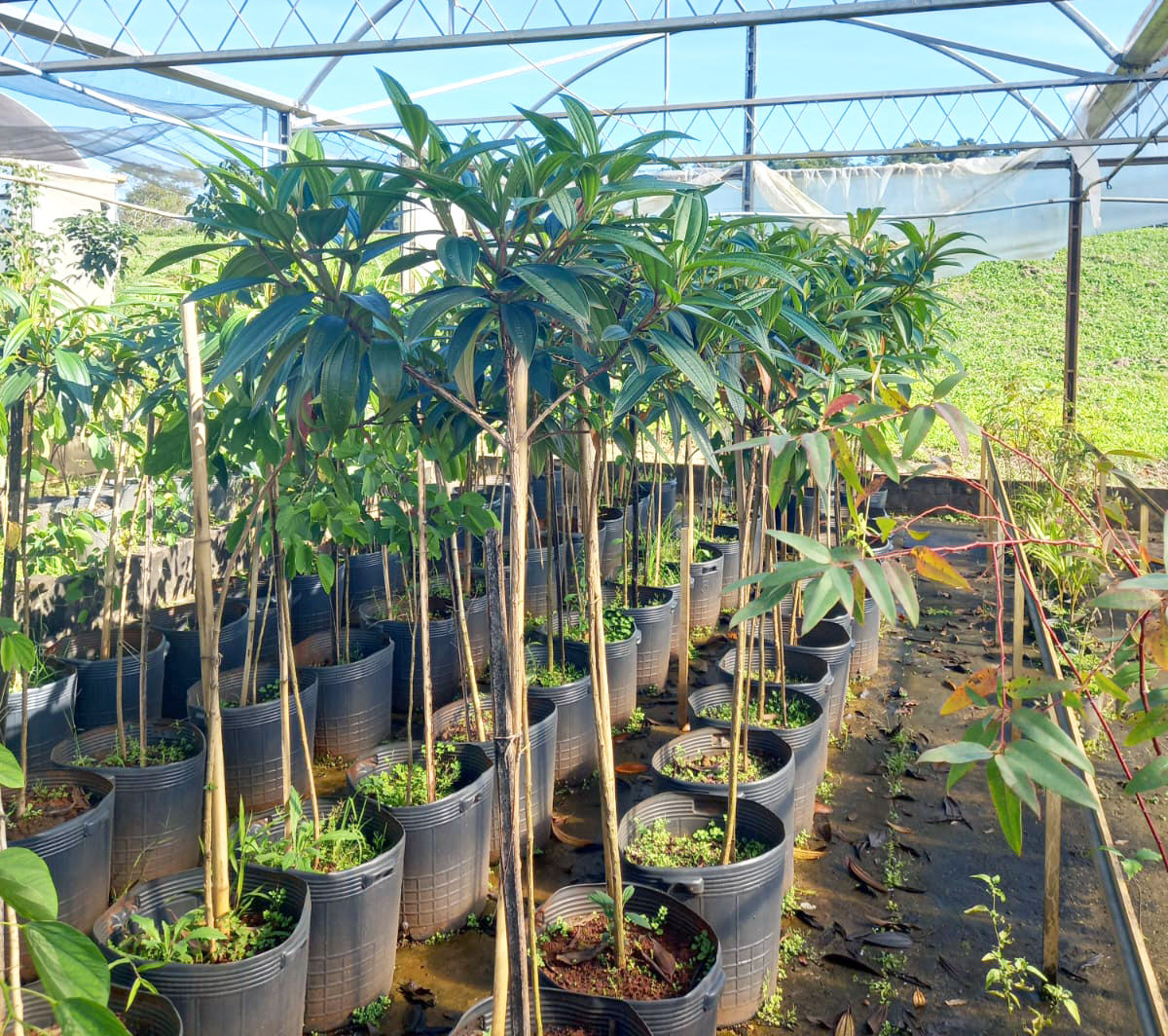 Capa Arboriza Frederico: população pode fazer retirada de mudas de árvores para plantio em espaços públicos