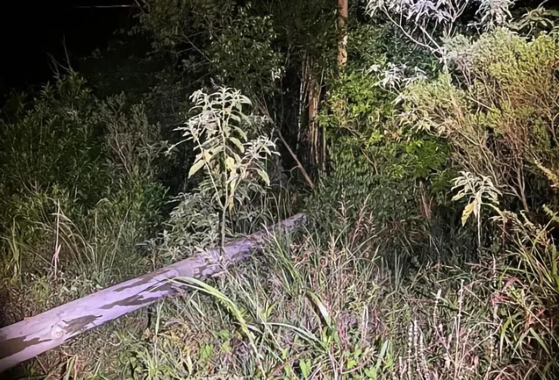 Capa Homem morre após árvore cair sobre sua cabeça no Vale do Taquari