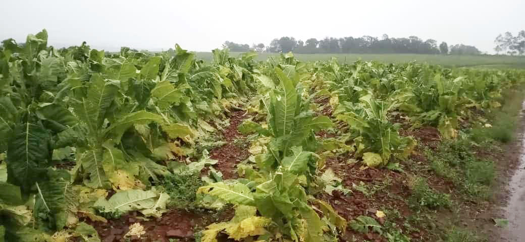Capa 40 municípios decretaram situação de emergência em razão das chuvas no Estado