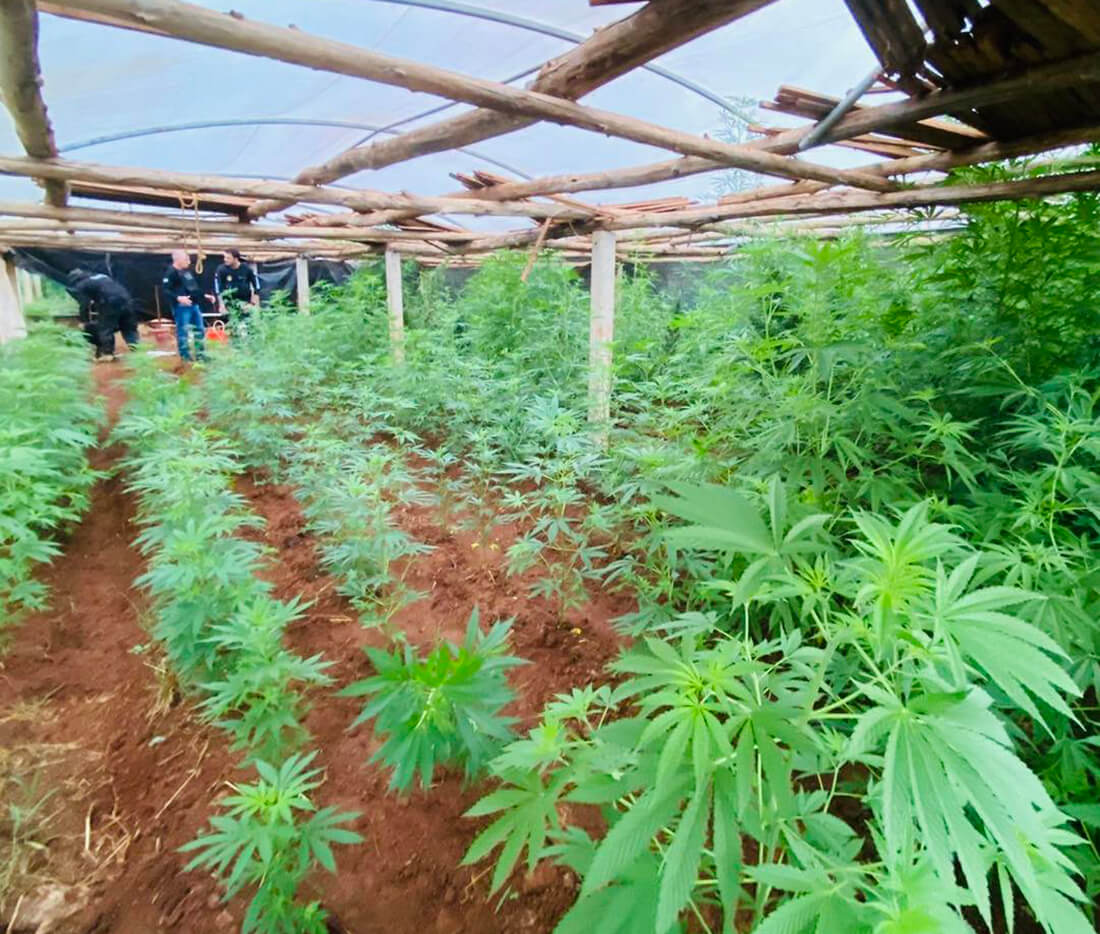Capa Polícia civil desmantela "Laboratório Verde" com 85 kg de maconha em estufa no Oeste de SC