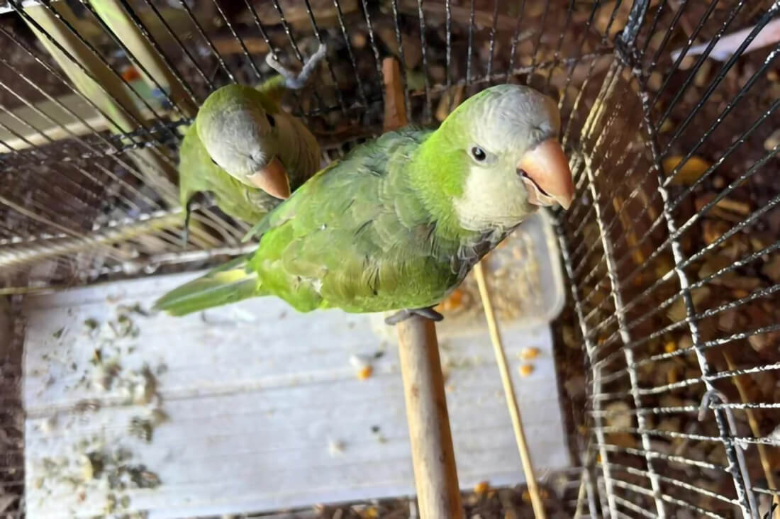 Capa Polícia Ambiental resgata 13 aves de cativeiro ilegal em Erechim