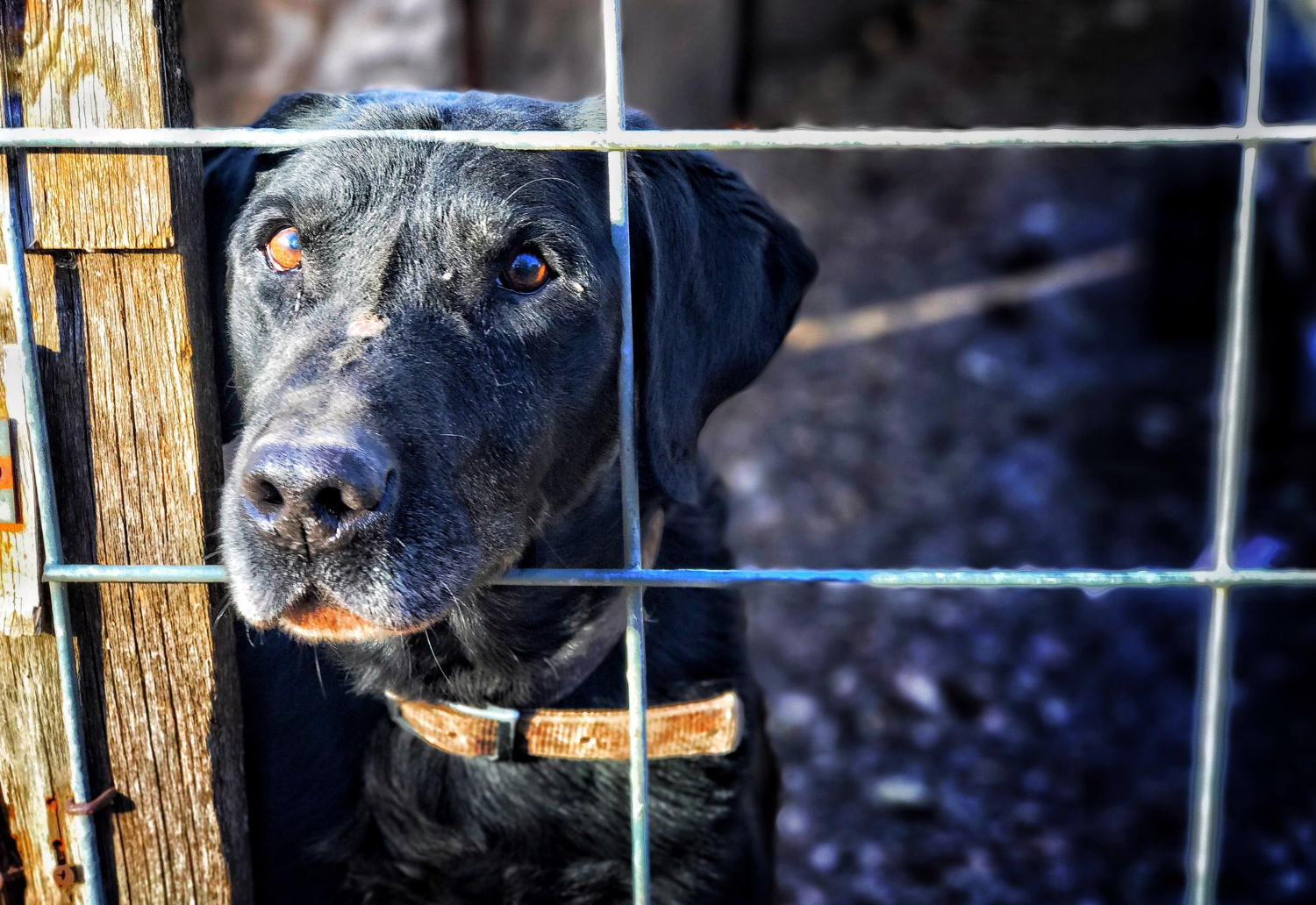 Capa Suspeita de envenenamento de cães gera preocupação e indignação em Tenente Portela