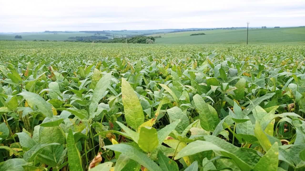 Capa Condições climáticas e baixa nos preços preocupam produtores de soja do RS