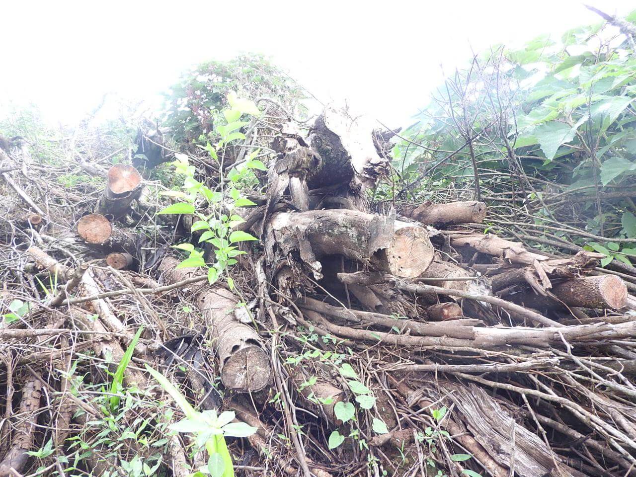 Capa 3º BABM flagra 75.900 metros quadrados de desmatamento em Sarandi