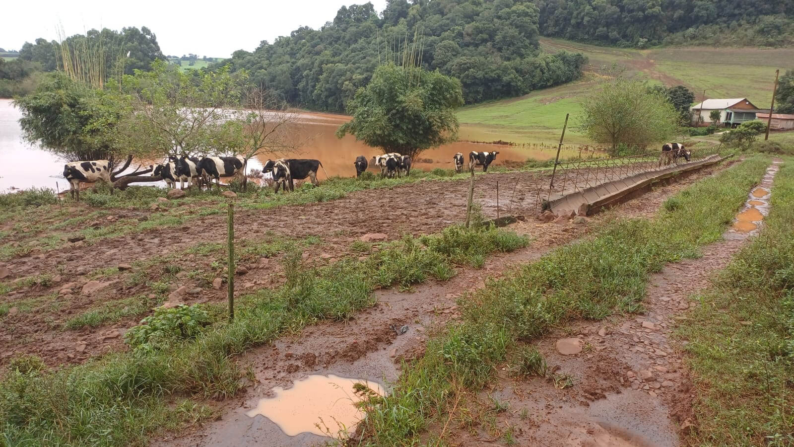 Capa Enchentes trazem riscos de doenças entre humanos e animais