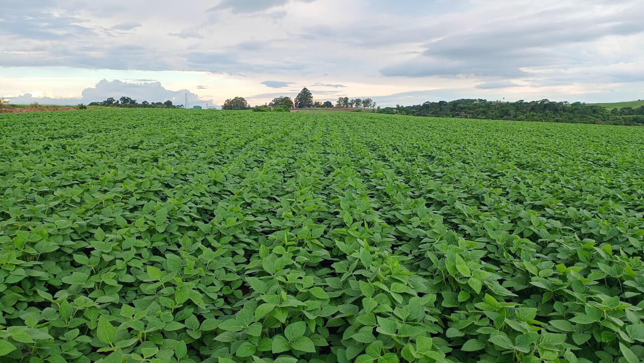 Capa Plantio da soja está praticamente concluído no Rio Grande do Sul