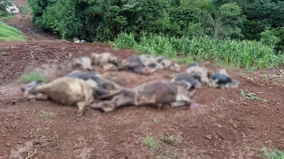 Capa Família retoma produção leiteira após perda de rebanho em Novo Xingu
