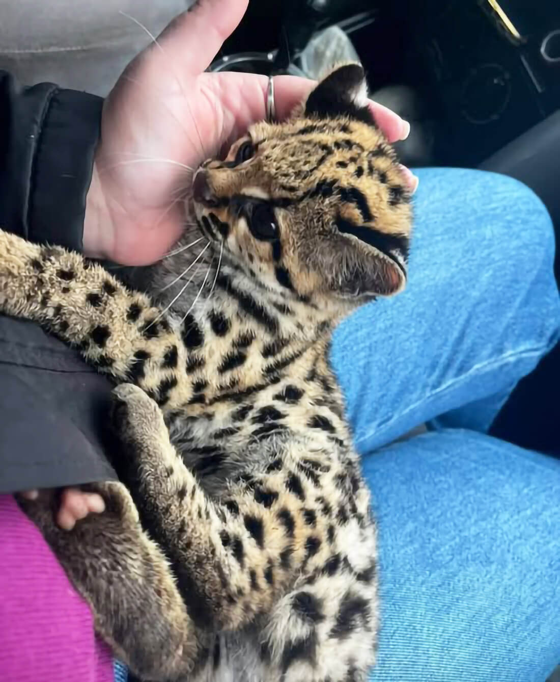 Capa Brigada Militar resgata filhote de jaguatirica no interior de Crissiumal
