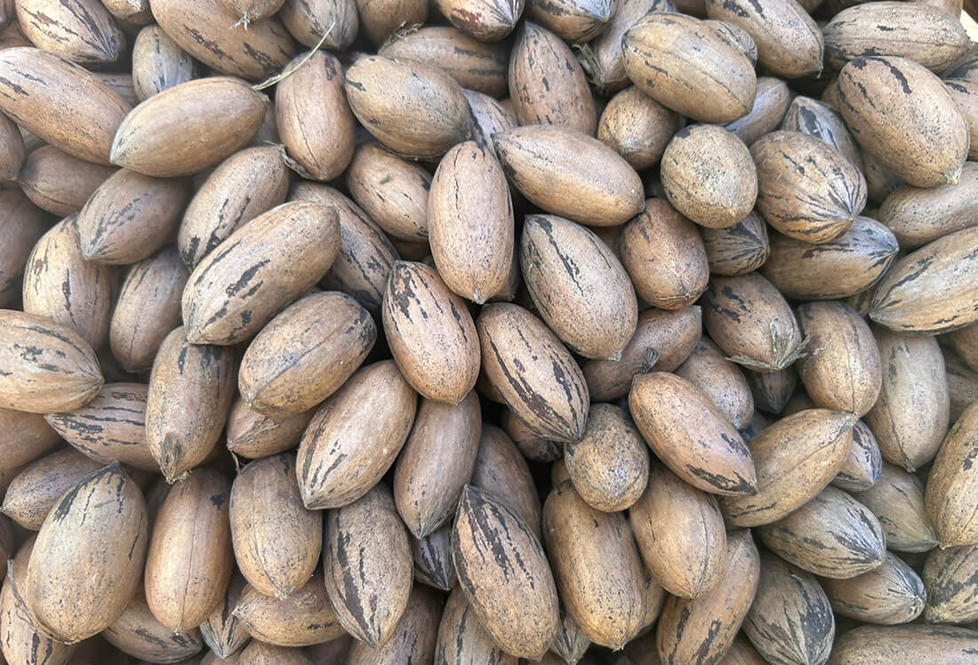 Capa Safra maior de noz-pecã não deve reduzir preços, avalia IBPecan
