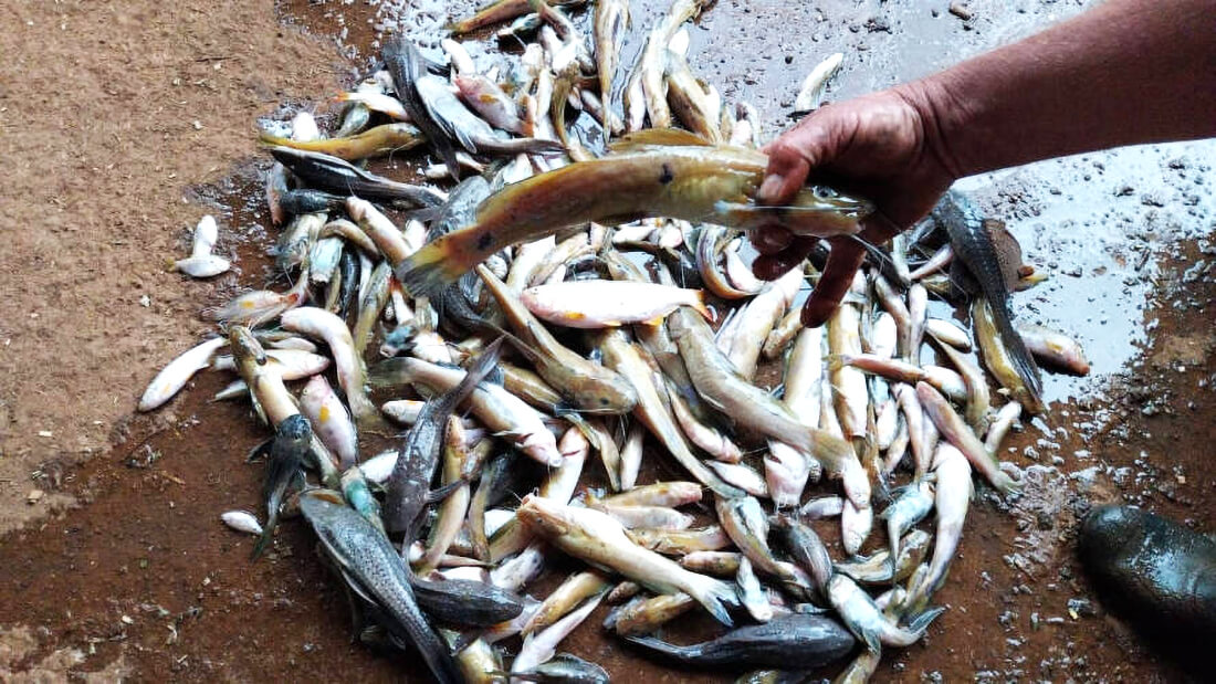 Capa Polícia Ambiental realiza prisão por poluição com mortandade de peixes em Três Passos