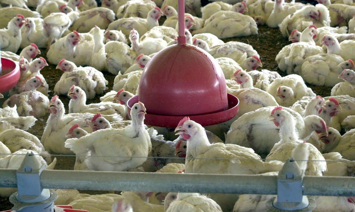 Capa Ministério da Agricultura confirma mais dois casos de influenza aviária no Brasil