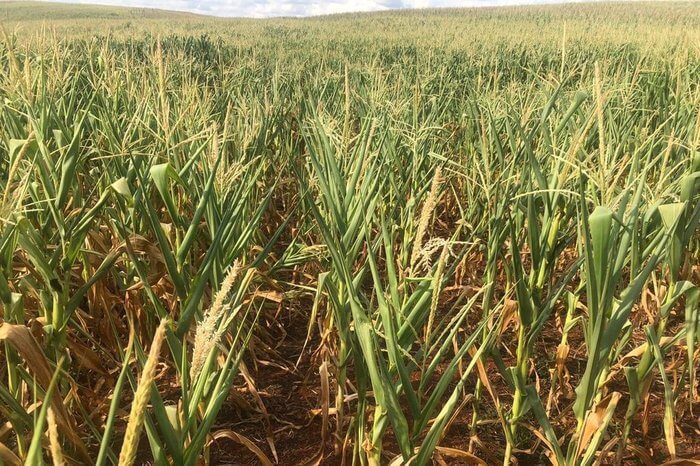 Capa Rio Grande do Sul consolida perdas no milho