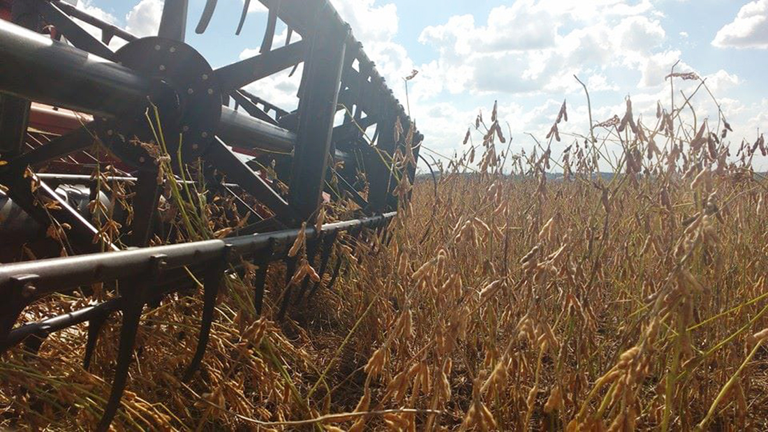 Capa Começa a colheita da soja no Rio Grande do Sul