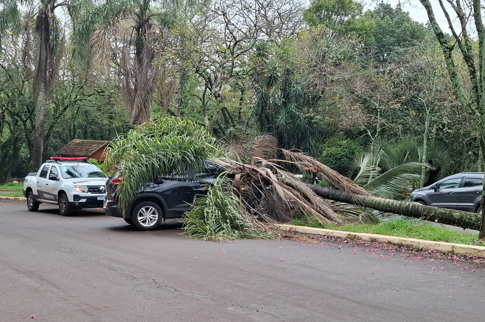 Capa Motorista perde o controle de carro após passar mal e colide contra árvore em Ijuí