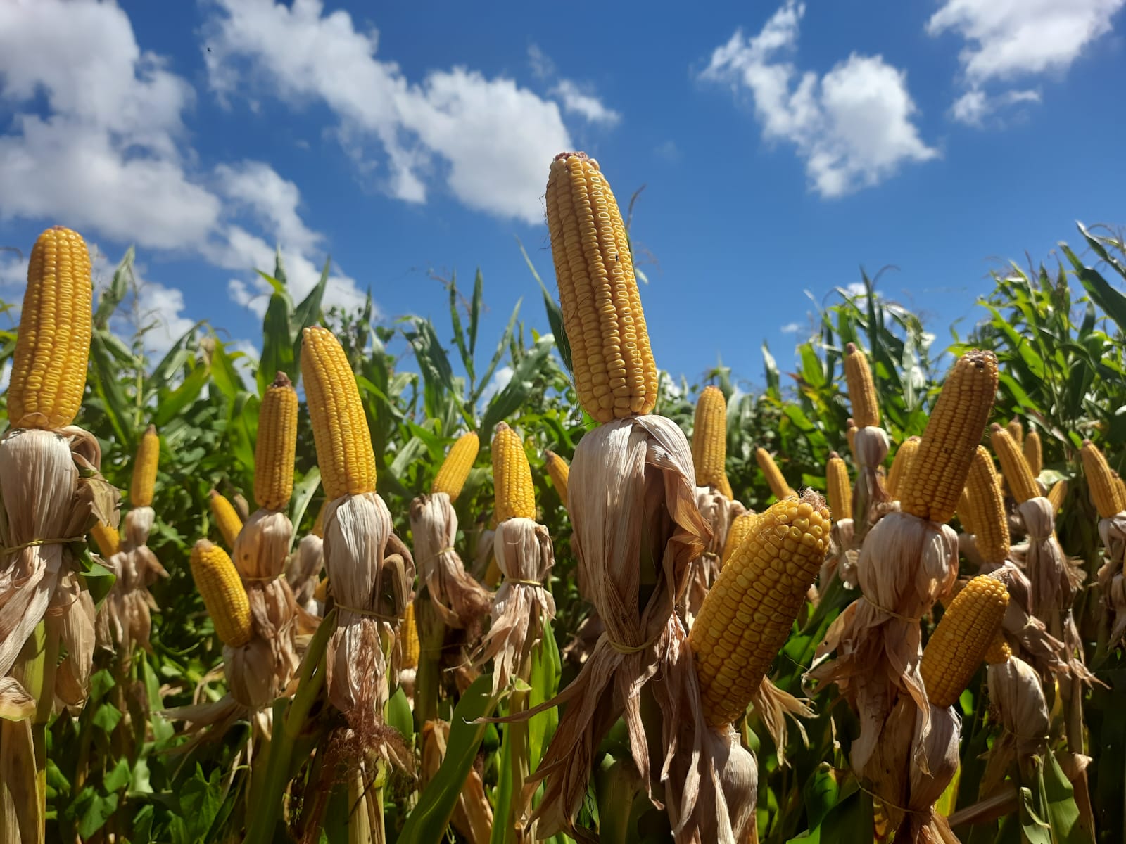 Capa Colheita do milho alcança 46% da área total estimada