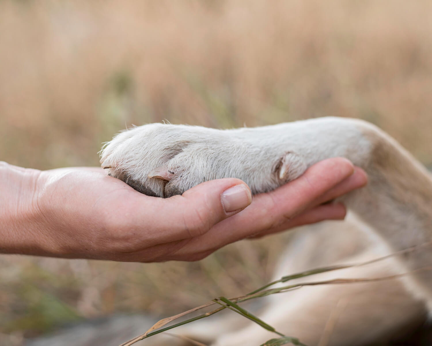 Capa Feira de Adoção de Pets será neste mês em Iraí