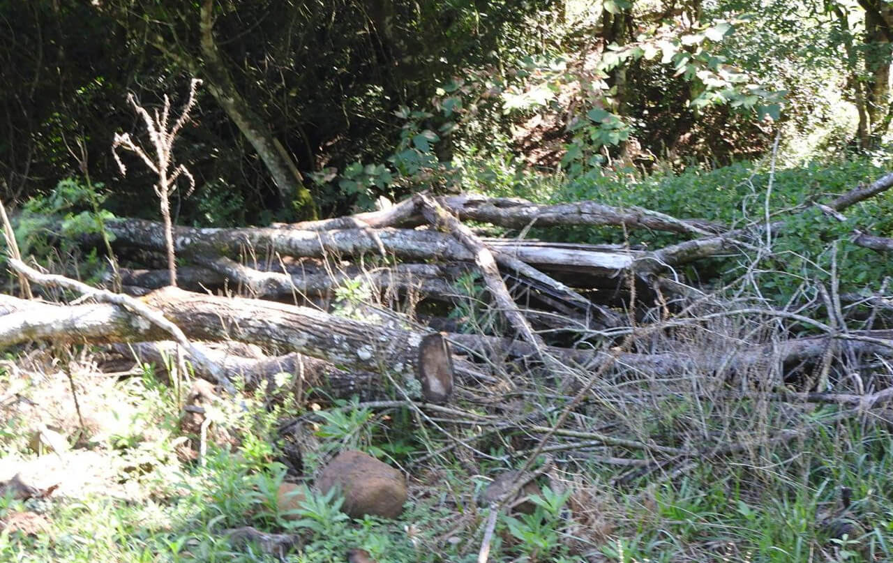 Capa Batalhão Ambiental da Brigada Militar flagra desmatamentos em Novo Barreiro
