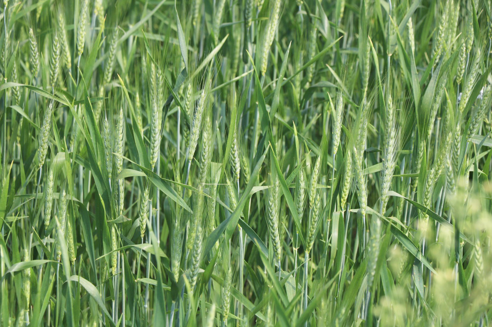 Capa Apesar das geadas, trigo no RS mantém boas perspectivas de produtividade