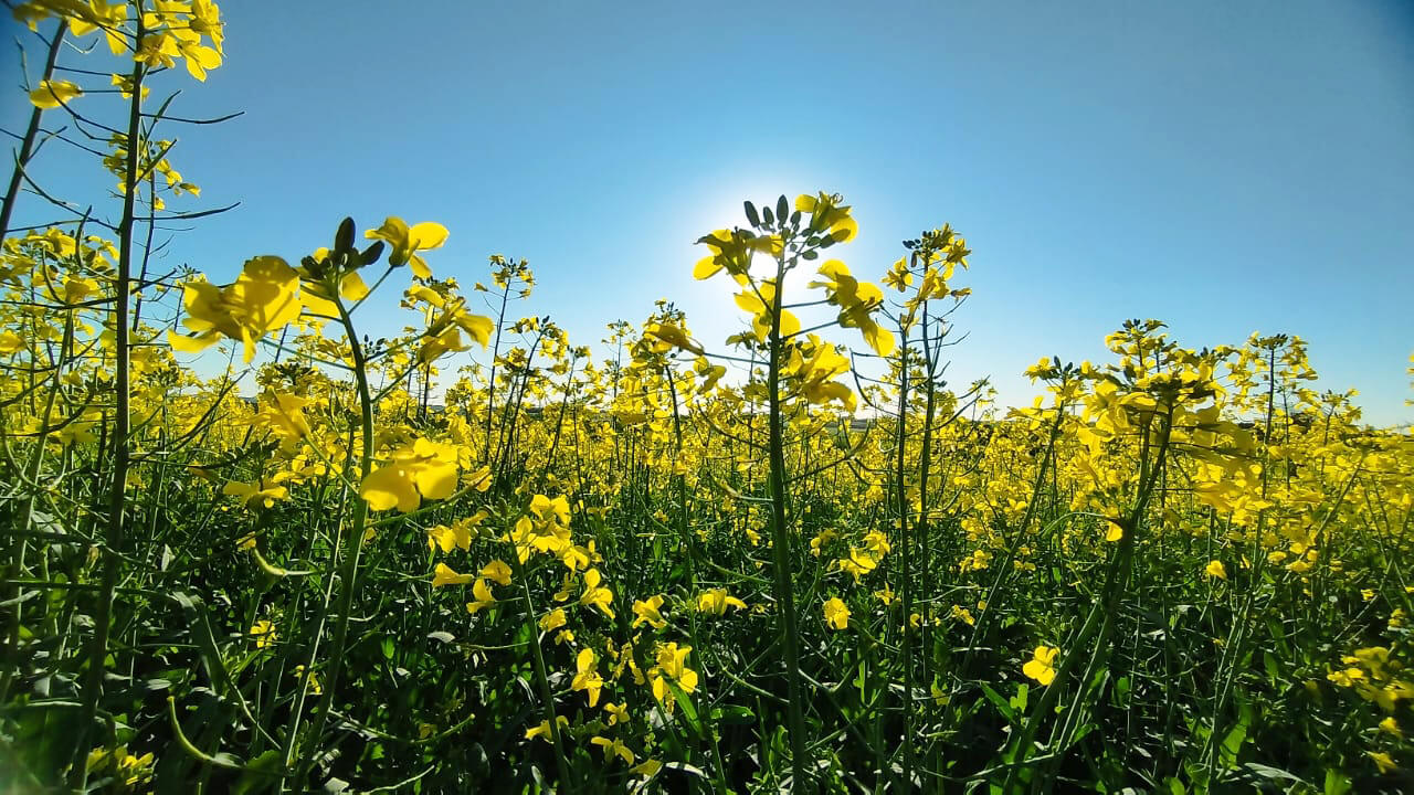 Capa Canola está com desenvolvimento satisfatório e embeleza paisagem agrícola
