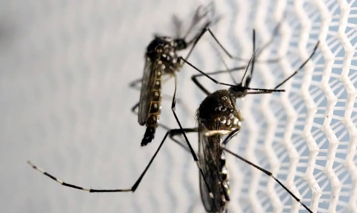 Capa Casos de dengue aumentaram 15,8% este ano em relação ao ano passado