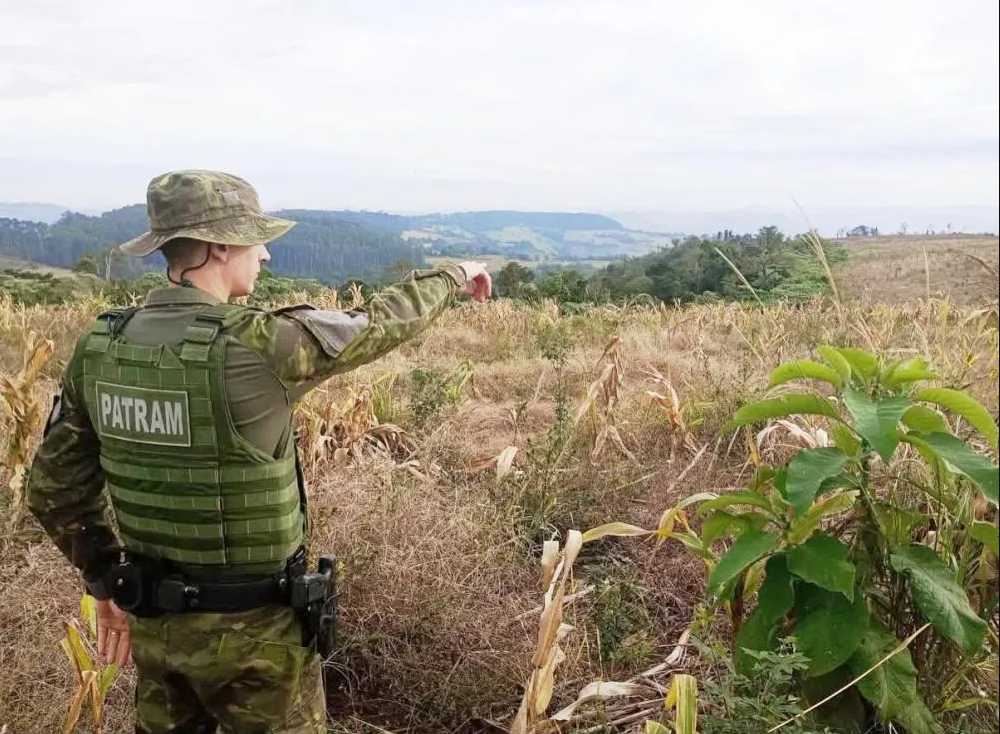 Capa Brigada Militar identifica desmatamento ilegal de mais de 12 hectares em Alpestre
