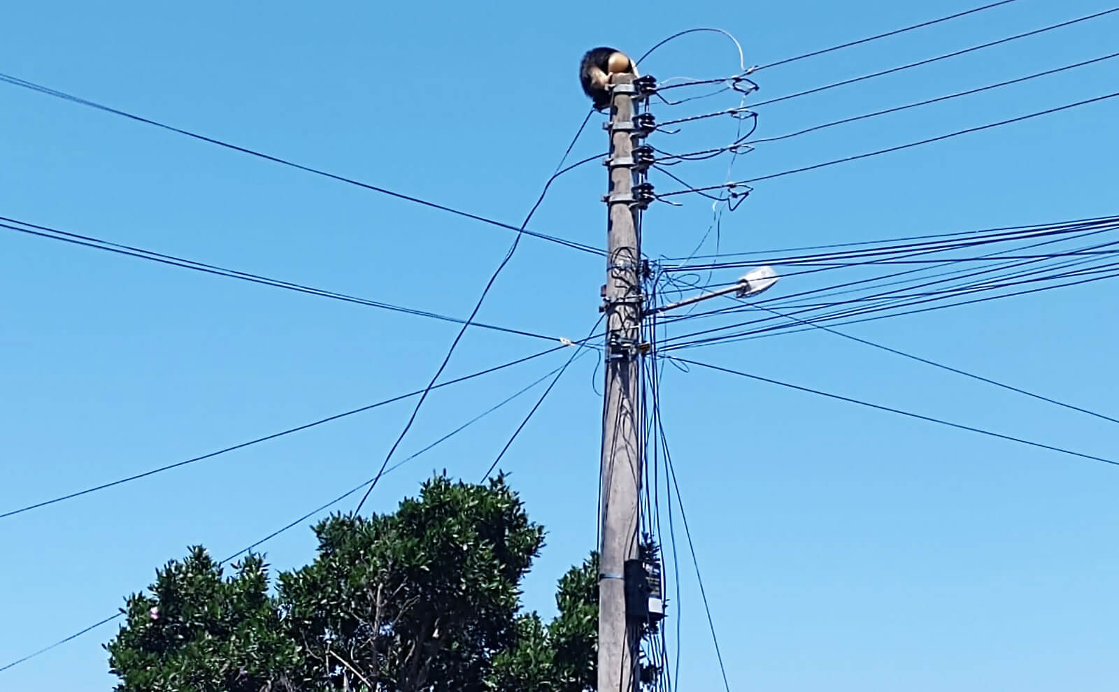 Capa Bombeiros auxiliam no resgaste de um Tamanduá-mirim