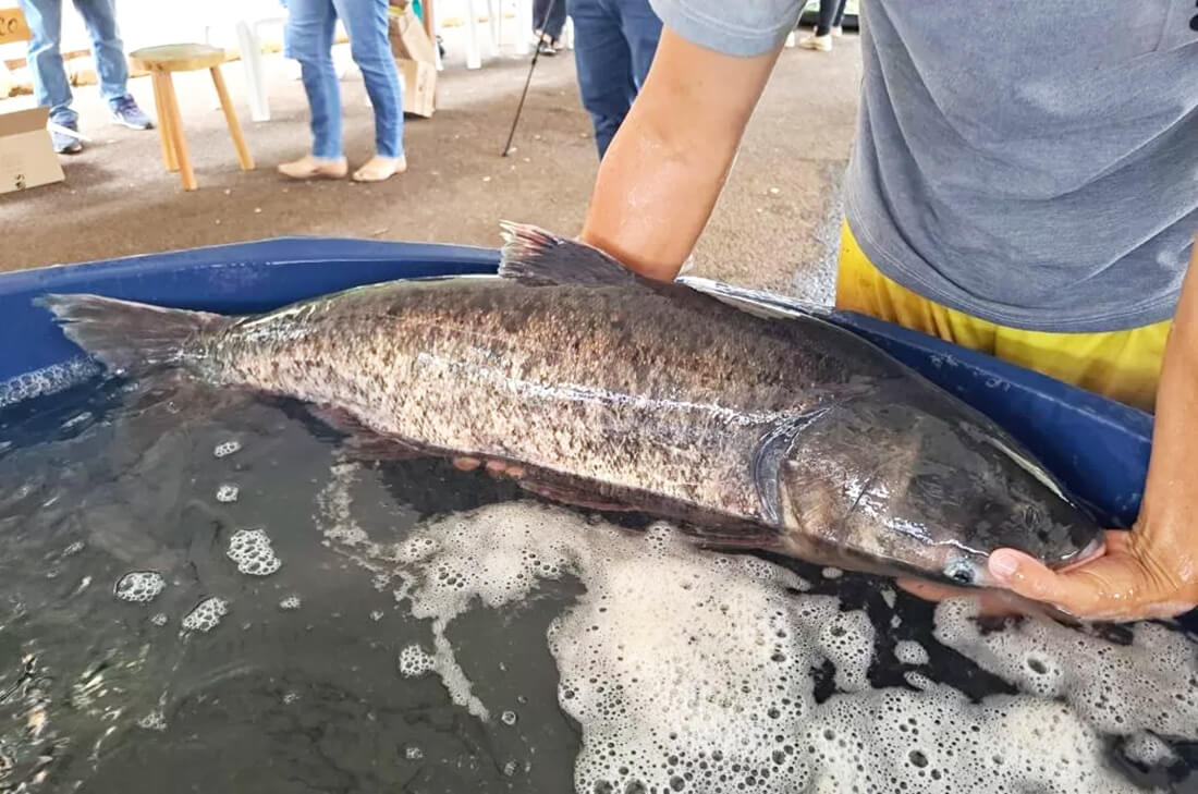 Capa Feira do Peixe e da Agricultura Familiar iniciou nesta terça-feira em Jaboticaba