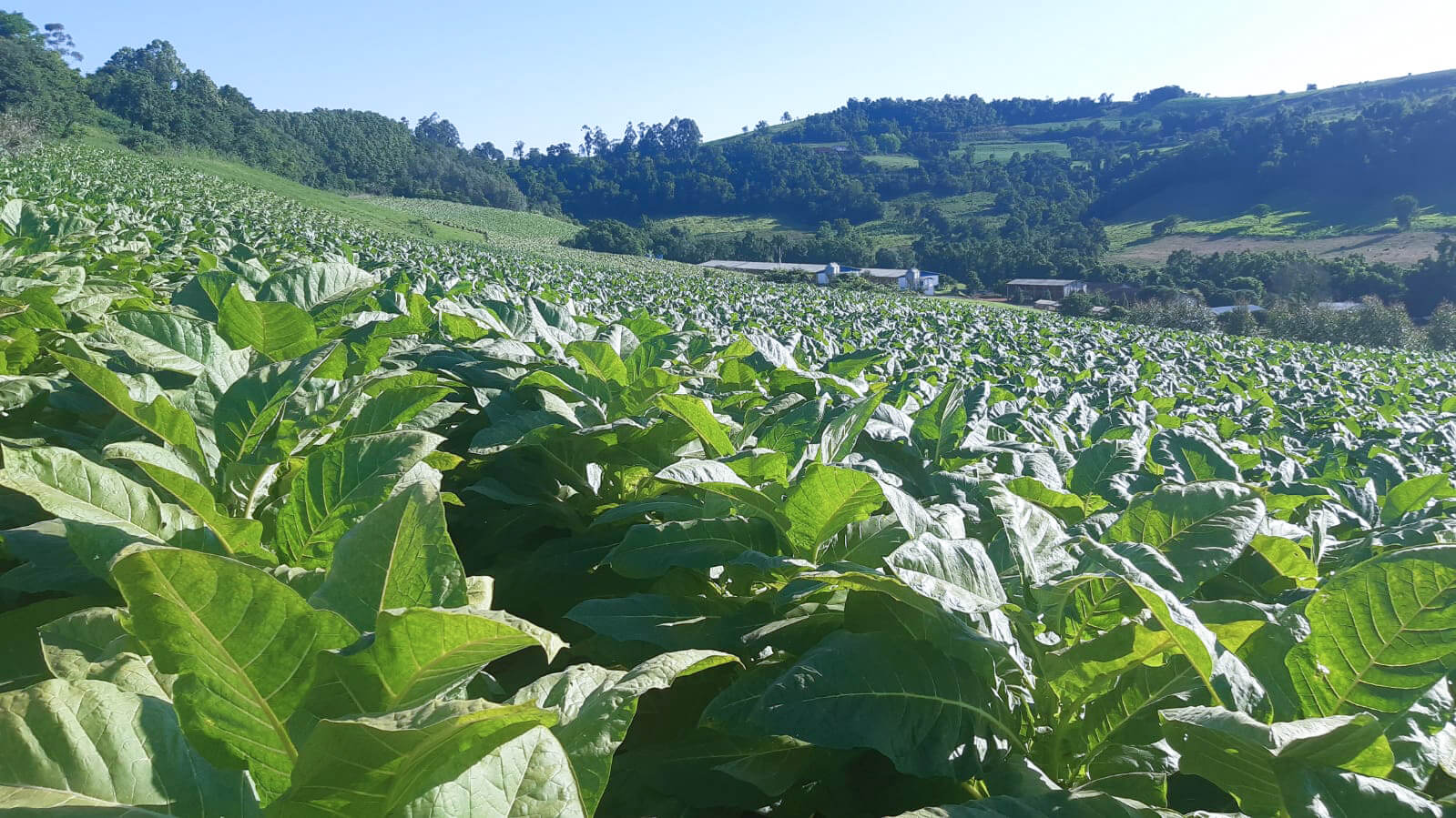 Capa Fumicultores têm 8% de reajuste em relação à safra passada