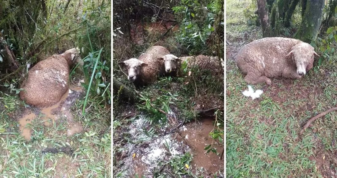 Capa Ataque de cães resulta na morte de 50 ovelhas em propriedade rural no norte do RS