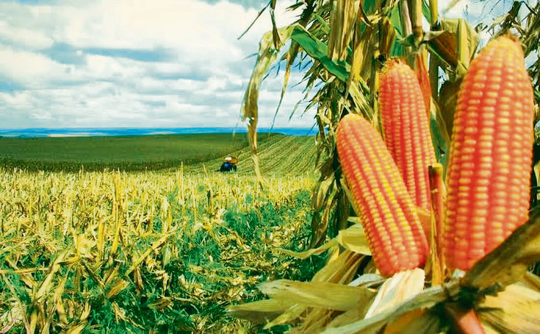 Capa Milho registra crescimento de 6,1% na safra 2024/2025 no Rio Grande do Sul