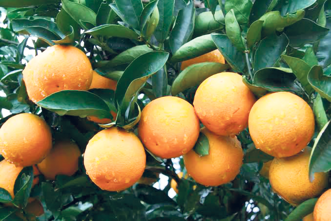 Capa Estiagem deve reduzir safra de laranja no Alto Uruguai em até 20%
