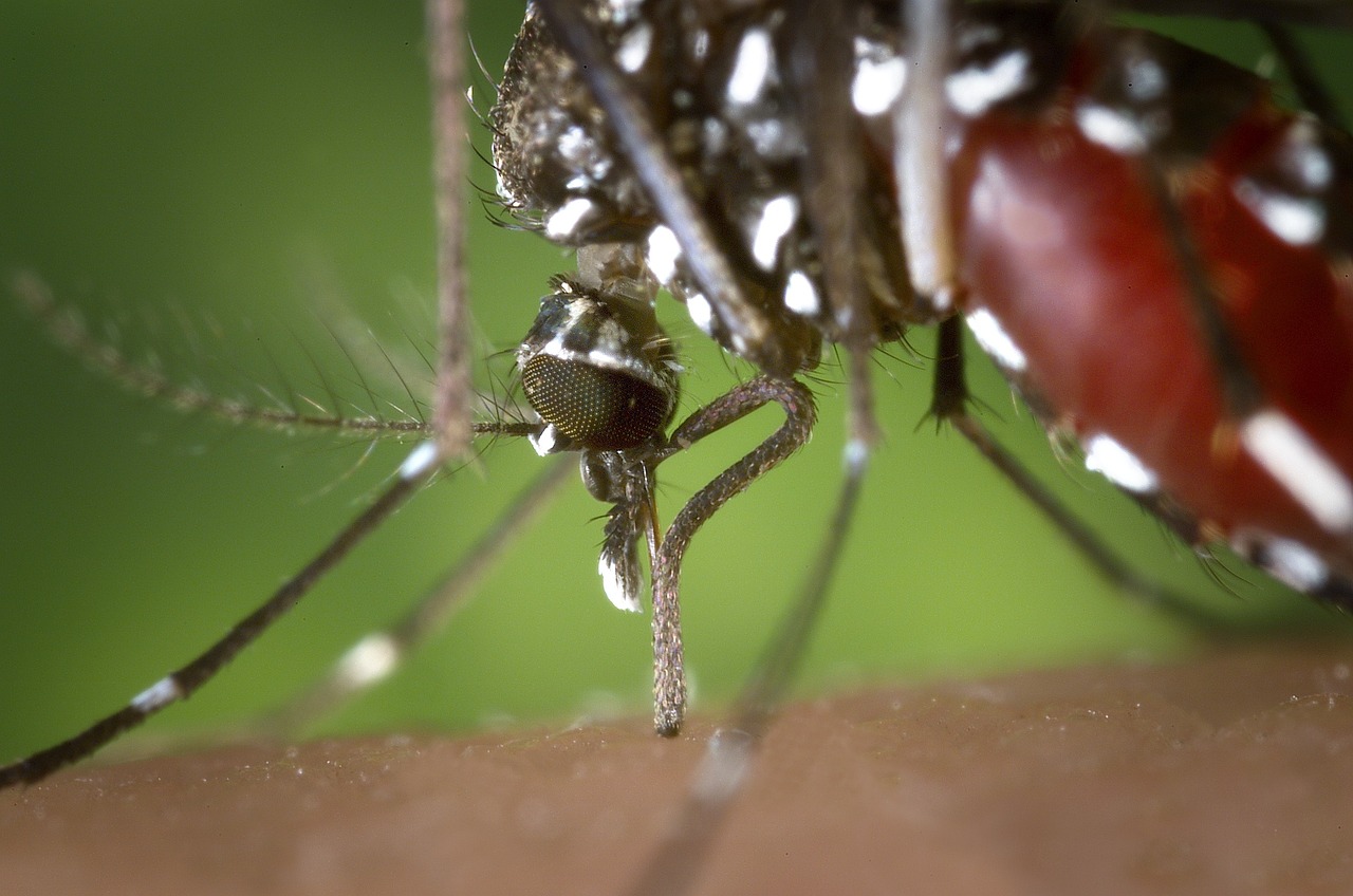 Capa Secretaria de Saúde de Caiçara realizará mutirão contra a dengue