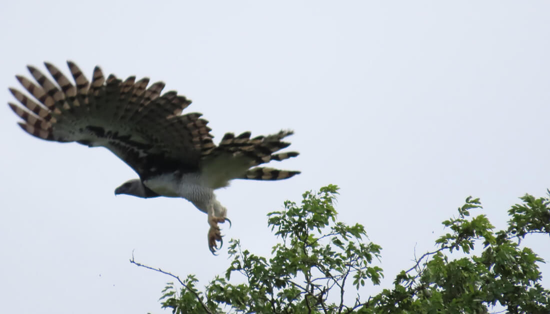 Capa Harpia, a maior águia das Américas, é avistada no Parque Estadual do Turvo