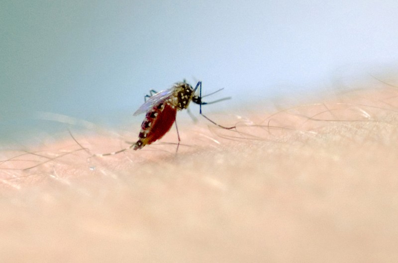 Capa Óbitos por dengue no RS se concentram na população idosa