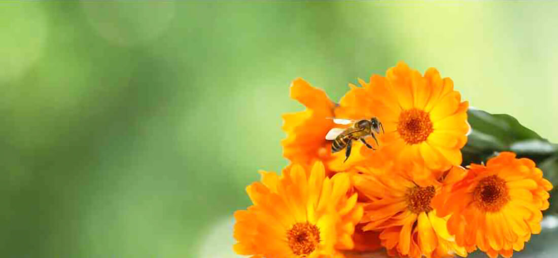 Capa Frederico Westphalen sedia Reunião Técnica Estadual sobre Plantas Bioativas