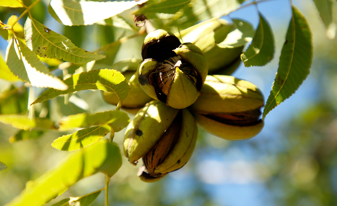 Capa La Niña pode afetar produtividade e qualidade da noz pecan