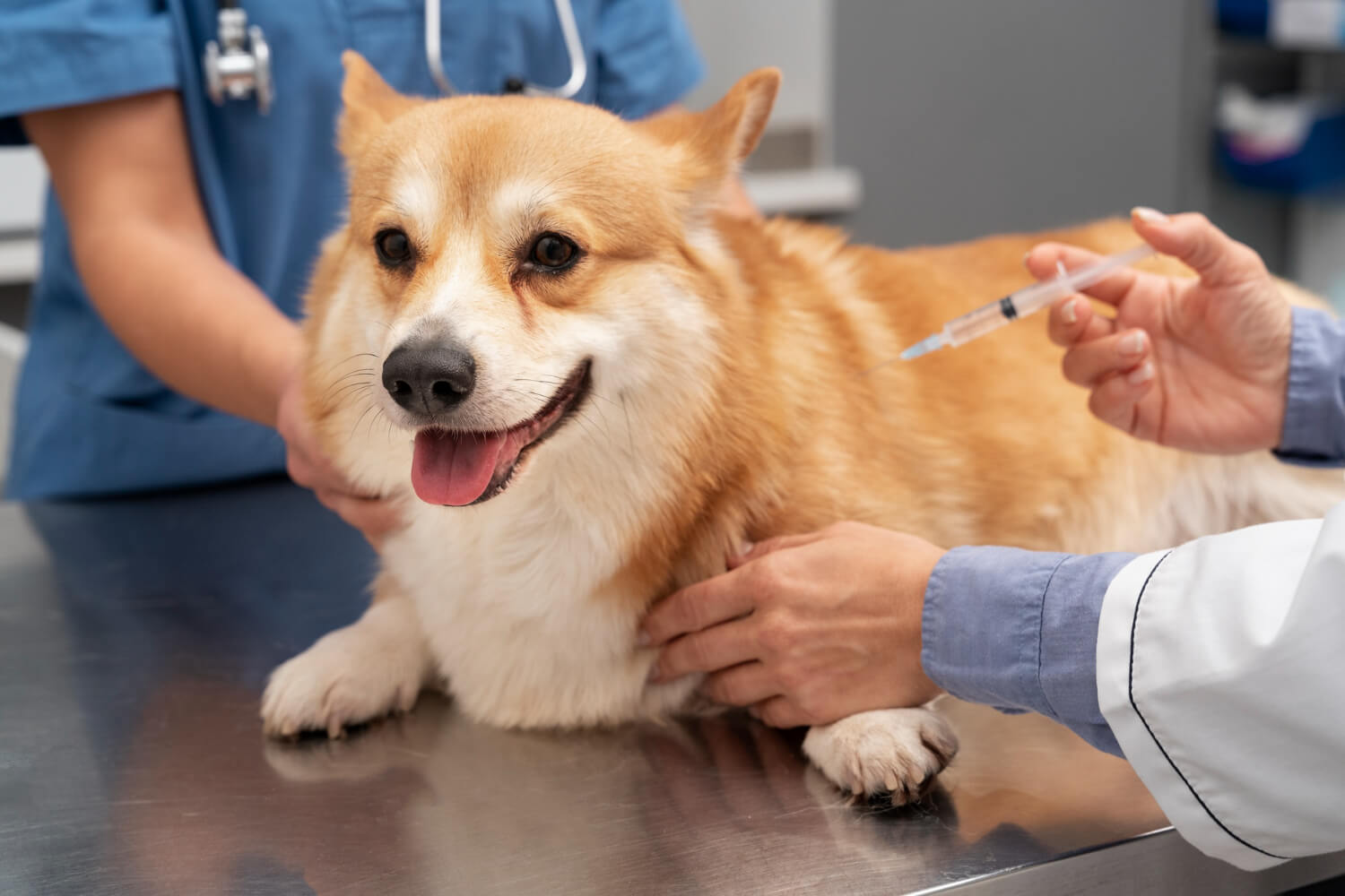 Capa IFFar-FW promove campanha de vacinação contra raiva em cães e gatos neste sábado
