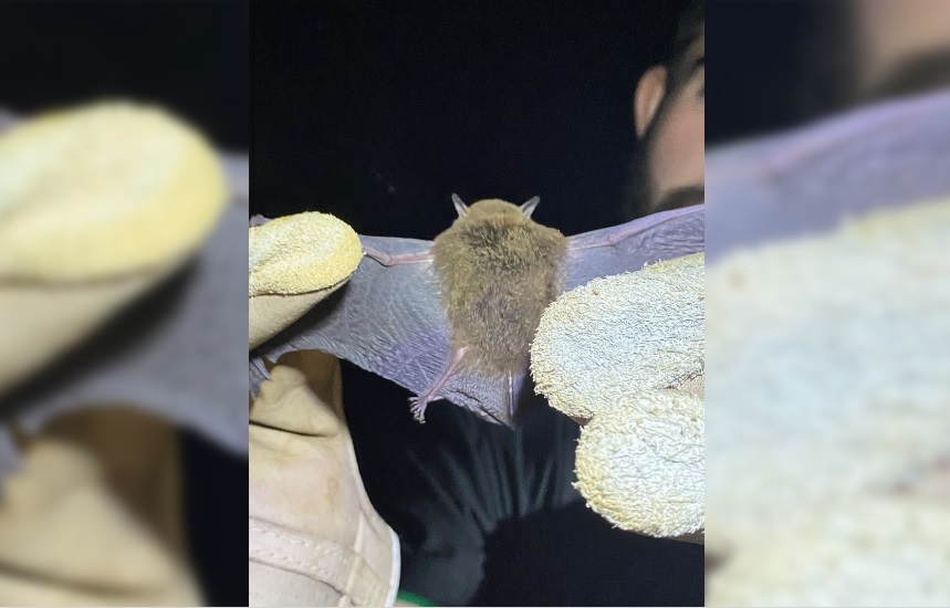 Capa Alunos de Ciências Biológicas participam de aula prática de Manejo de Fauna