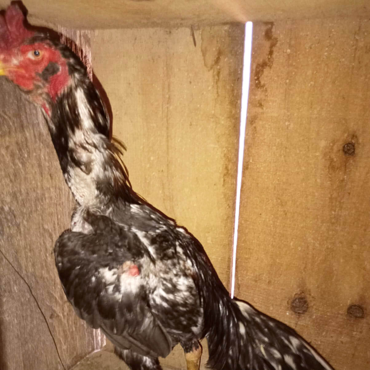 Capa Patram resgata 45 galos utilizados em rinhas em Coronel Bicaco