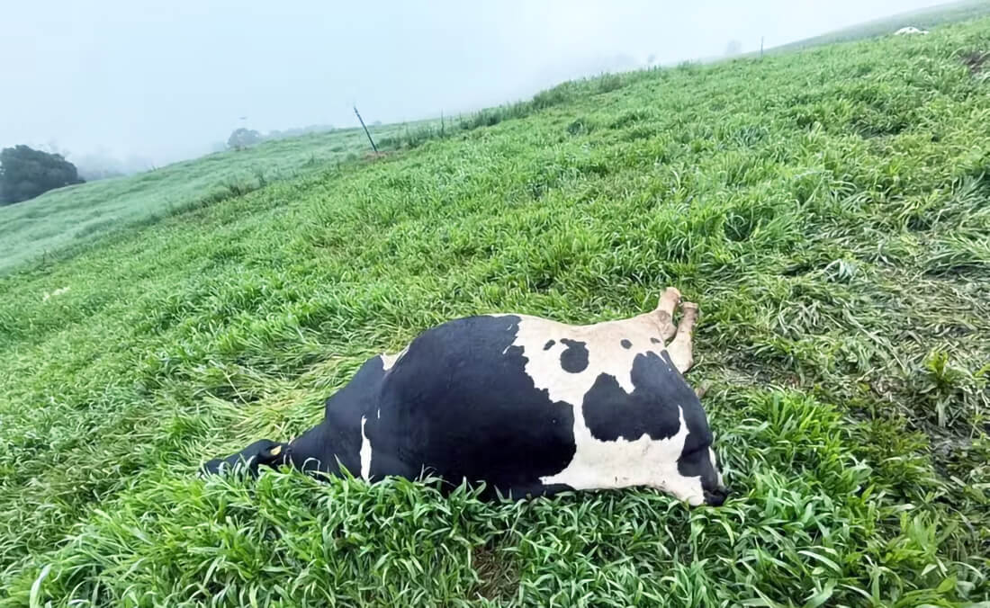 Capa "Até hoje estamos sem chão", diz filha de produtor que perdeu 48 vacas em três dias no Norte do RS