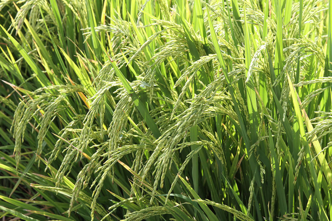 Capa Rio Grande do Sul deve ter a maior produção de grãos da sua história, estima Conab