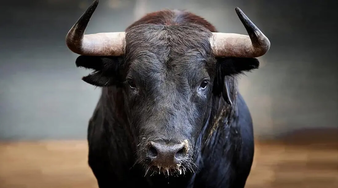 Capa Homem é atacado por touro e fica ferido em Três Passos