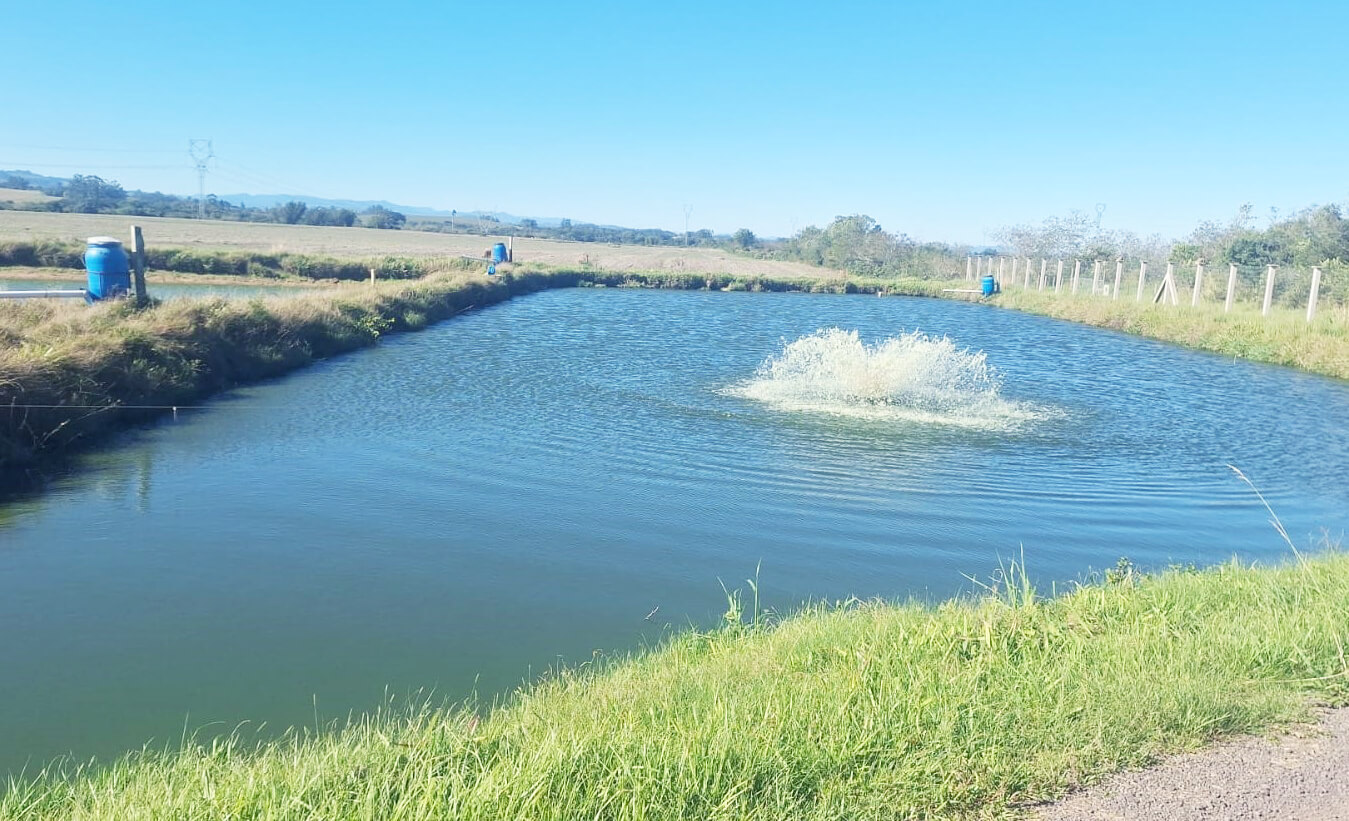 Capa Baixas temperaturas exigem adequação no manejo da piscicultura no Rio Grande do Sul