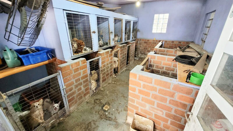 Capa Homem é preso por manter 118 cães em situação de maus-tratos