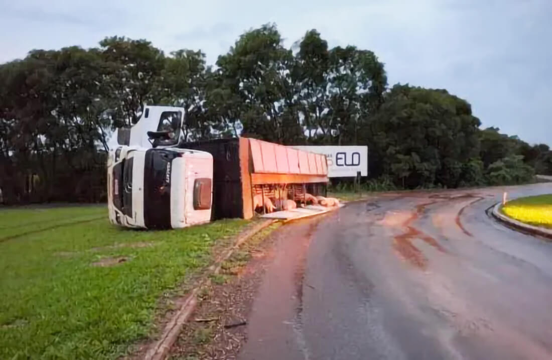 Capa Caminhão carregado com suínos tomba no trevo de acesso a Três de Maio