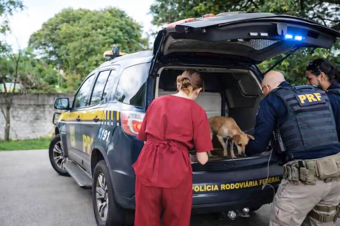 Capa PRF resgata cães abandonados na BR-285 e encaminha para adoção em Ijuí
